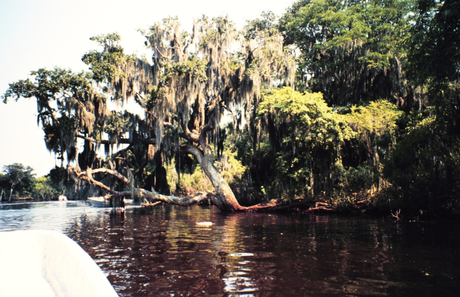Live oak above canal along lower Mississippi River just above the delta