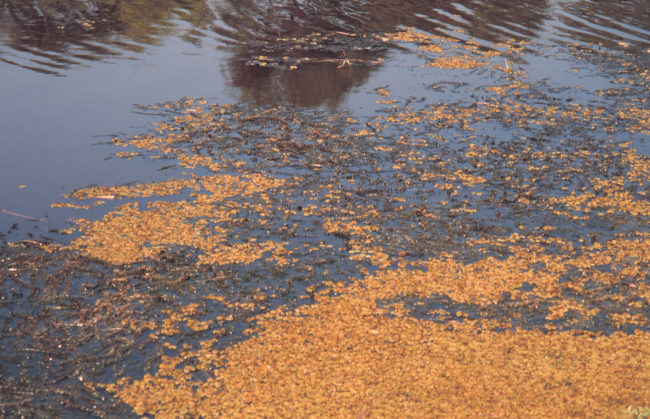 Submerged aquatic vegetation within a pond in the Mississippi Delta