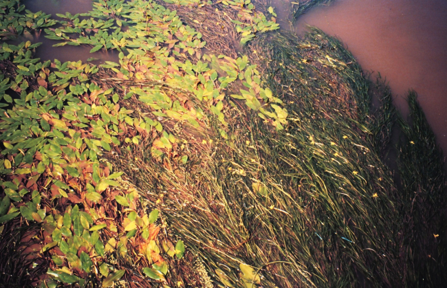 Submerged aquatic vegetation within a pond in the Mississippi Delta