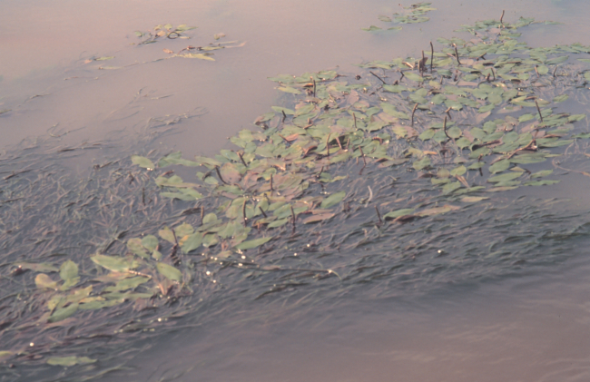 Submerged aquatic vegetation within a pond in the Mississippi Delta