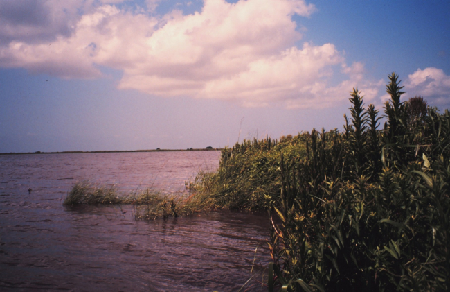 Fringing marsh along a small bay outside west levee of lower Mississippi River