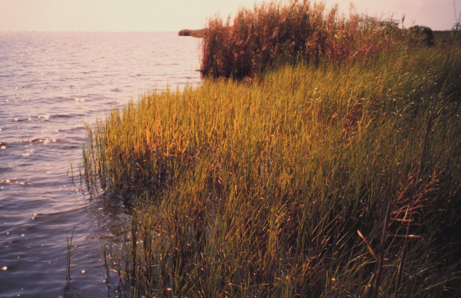 Fringing marsh along a small bay outside west levee of lower Mississippi River
