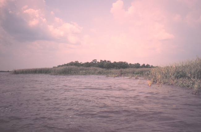 Marsh surrounding tree-covered hummock