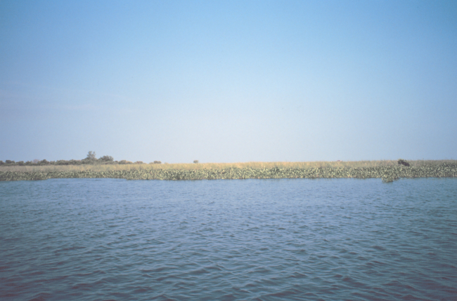 Marshland