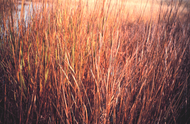 Close-up of oiled Spartina - a cordgrass common in coastal marshes
