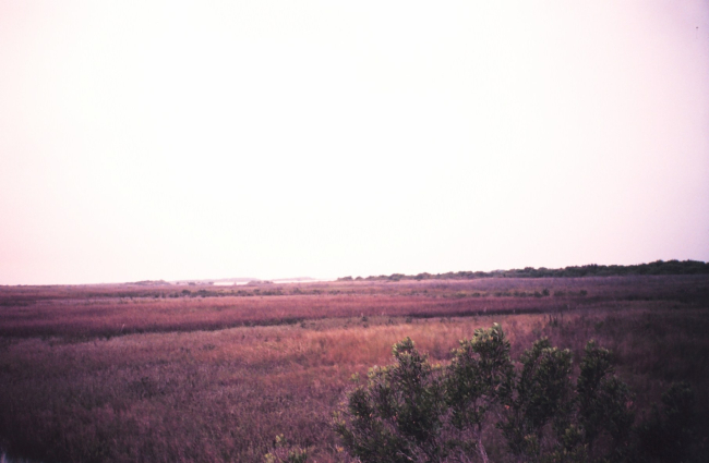 Natural marsh area primarily Spartina