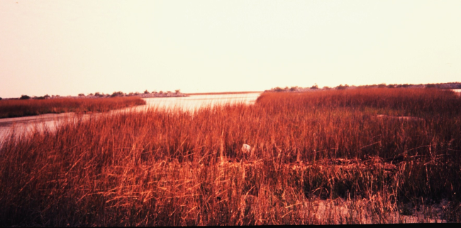 Natural marsh area adjacent to land created as part of settlementan oil spill