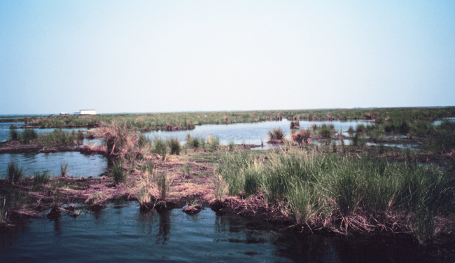 Deteriorating marsh - ponds increase in size as marsh disappears