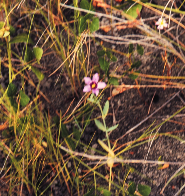 Delicate flowers are common within Louisiana coastal marshes