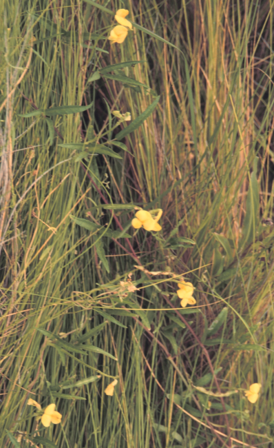 Deer pea is a common marsh plant that plays an important role in nitrogencycling