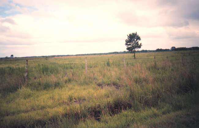 Marsh land that has been converted to pasture by cutting canals, building levees, and pumping out water