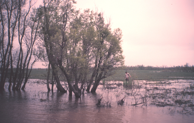Marsh area with willow trees adjacent to lower Atchafalaya River