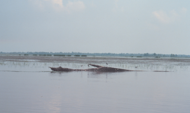 Submerged aquatic vegetation along the lower Atchafalaya