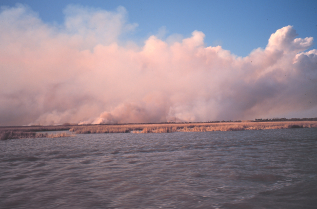 Controlled burn to enhance following year's growth of marsh vegetation