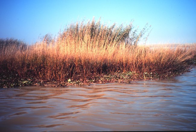 Oiled Spartina following oil spill