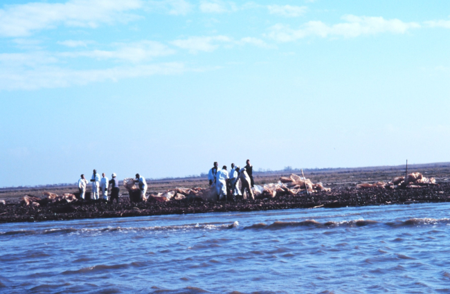 Cleanup of  a sandy spit adjacent to Southwest Pass levee following oil spill