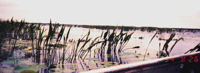 Freshwater vegetation on the Chenier Plain not far from Sabine River and Texasborder