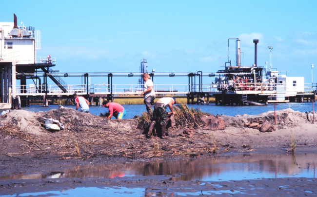 The Greenhill/East Timbalier workers bringing plants into dredge area