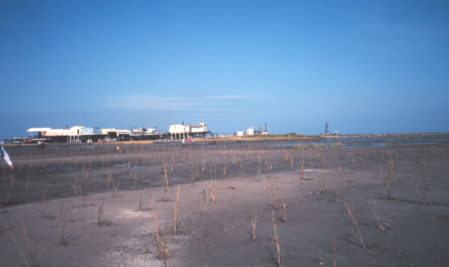 The Greenhill/East Timbalier newly created marsh with just planted Spartina alterniflora