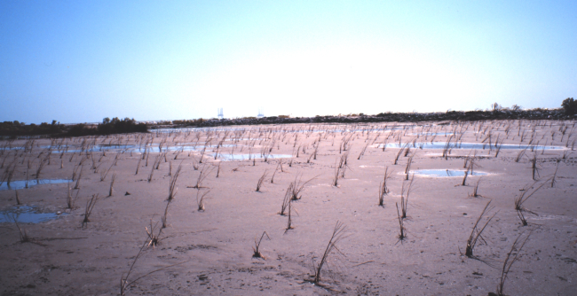 The Greenhill/East Timbalier newly created marsh with just planted Spartina alterniflora