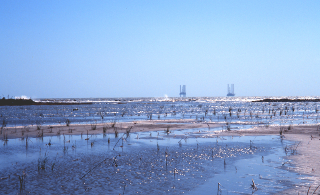 The Greenhill/East Timbalier newly created marsh with just planted Spartina alterniflora