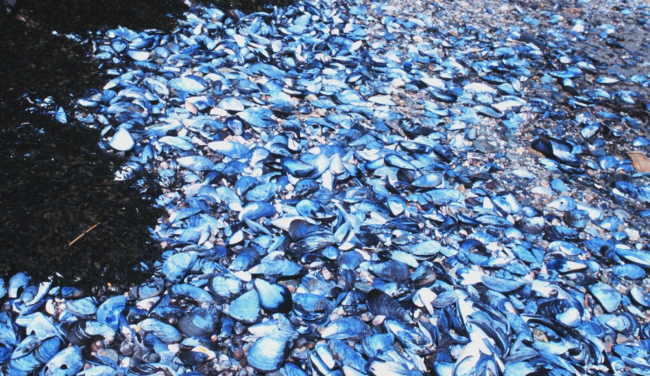 Mussel shells and seaweed on a Maine beach