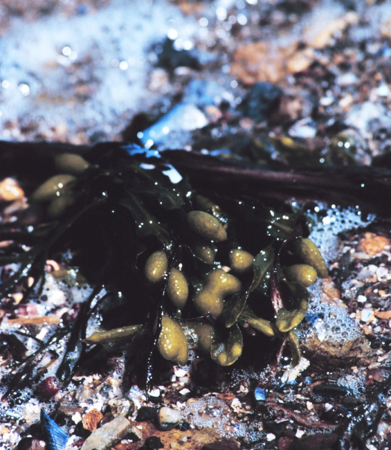 Seaweed, foam, and a rocky beach