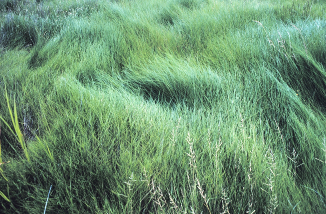 Wind patterns in the grass at the south end of Tilghman Island