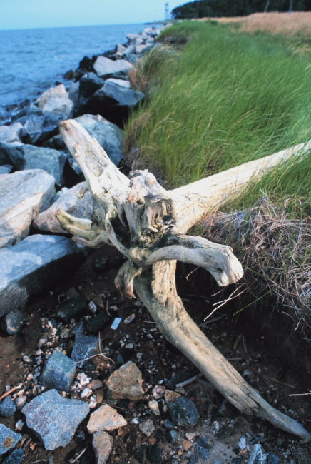 Rock seawall to mitigate erosion and driftwood at the south end of TilghmanIsland