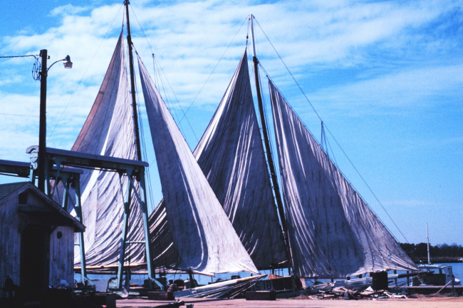 Sailing oyster dredgers drying their sails alongside the dock