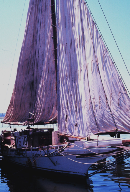 Sailing oyster dredgers drying their sails alongside the dock