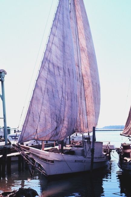 Sailing oyster dredgers drying their sails alongside the dock