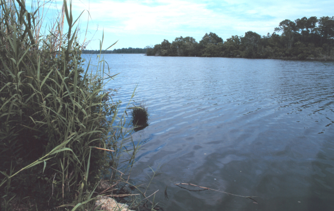 Coastal marsh area along the bay is home to fish, shellfish, and sea birds