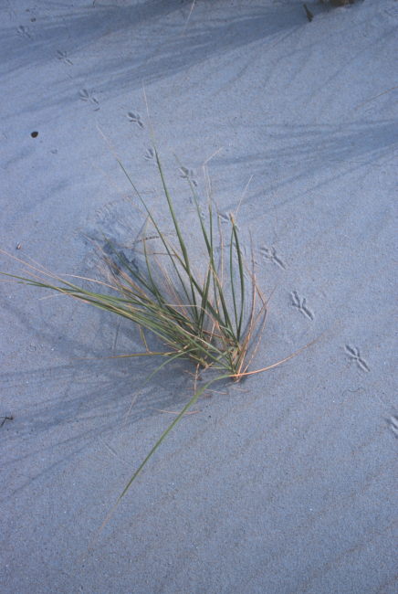 Wind-swept dunes near the abandoned Coast Guard Station