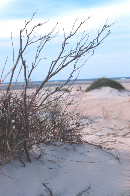 Wind-swept dunes near the abandoned Coast Guard Station