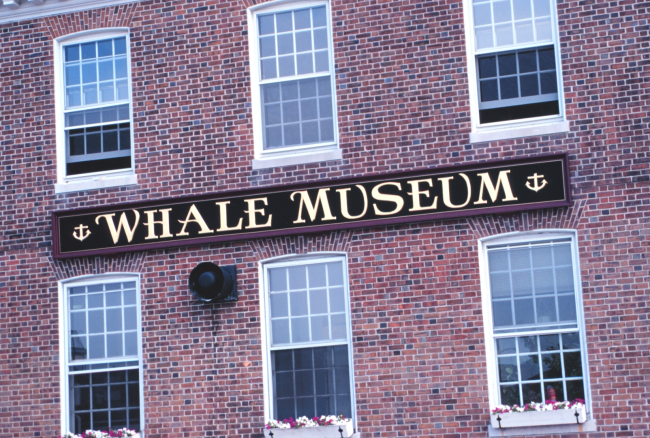 The Whale Museum