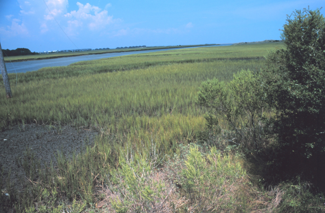 Tidal wetlands along Johnson Creek