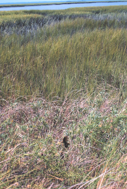 Sea grass and marsh