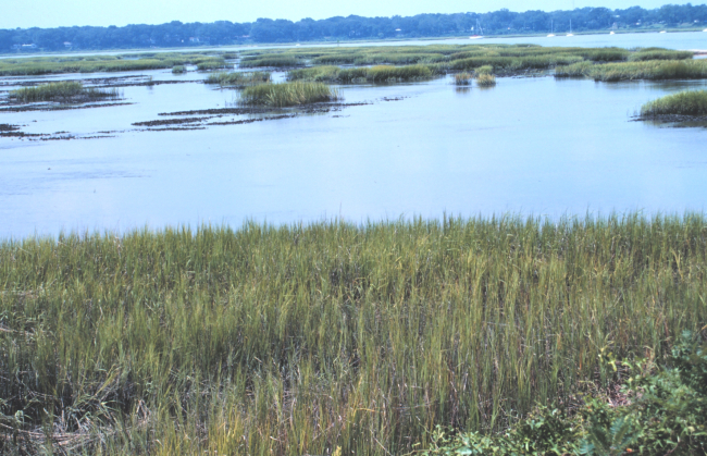Wetlands along the Beaufort River