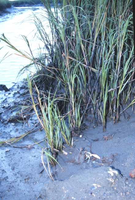 Life on the mudflats and in the marsh grass of Helena Island