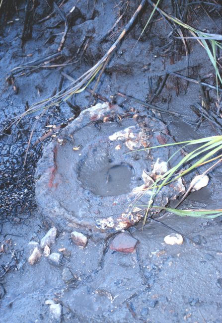 Life in the marsh colonizing a man-made object on Helena Island