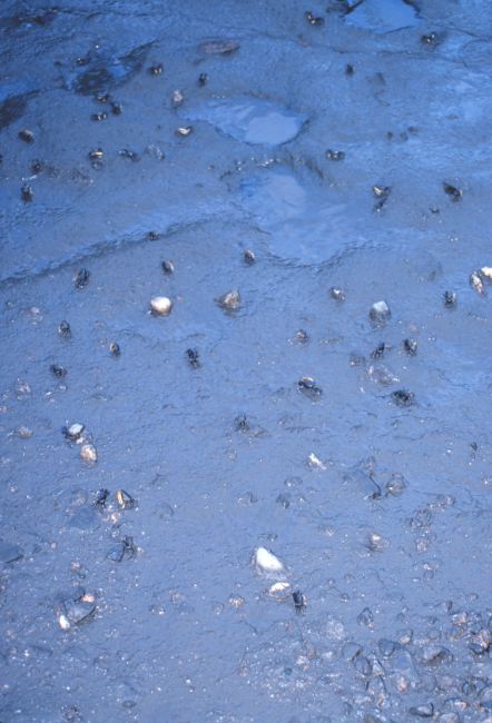 Life on the mudflats at low tide - Helena Island