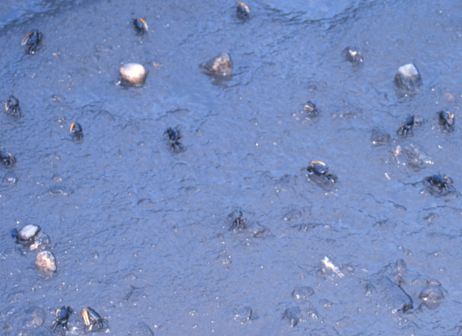 Life on the mudflats at low tide - Helena Island