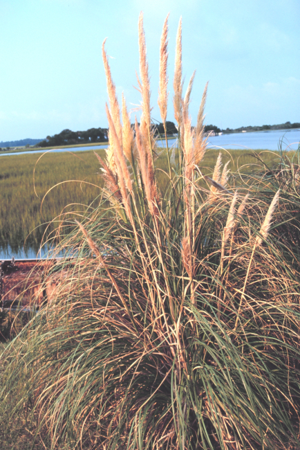 A large phragmites plant in the wetlands of Folly Island