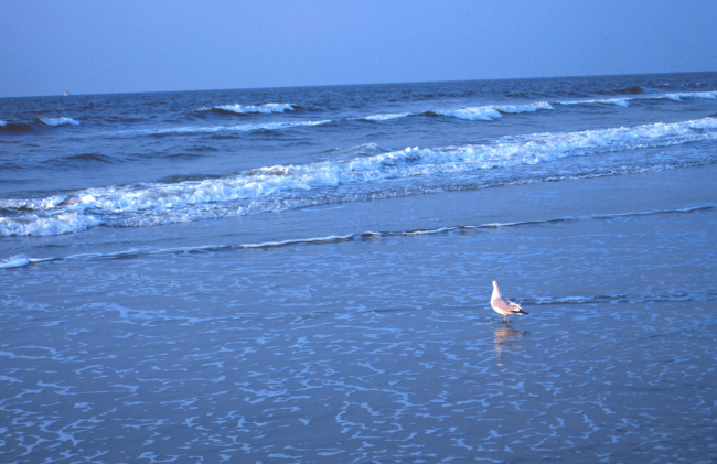 A seagull wading in the surf near the Edwin S