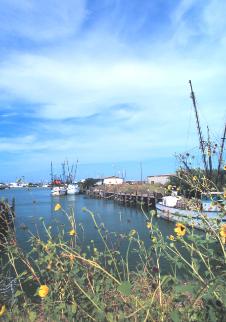 Shrimp boats and sunflowers