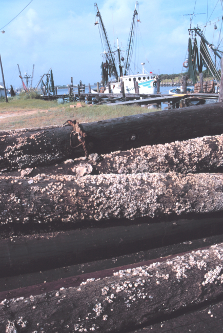 Shrimp boats viewed over old barnacle-encrusted pilings at Conn Brown Harbor