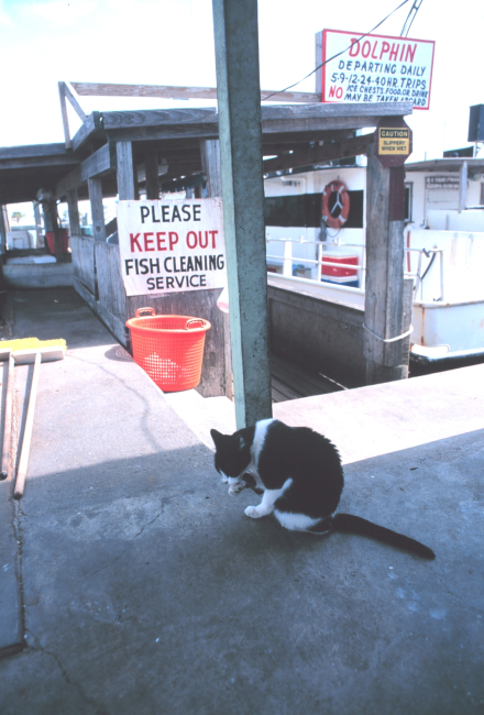 A fish cleaning expert awaits the next load of fish to land at the Dolphin Docks