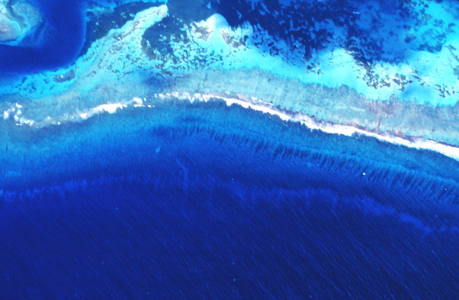 The meeting of deepsea and reef