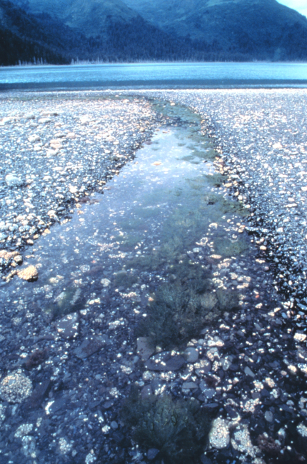 Intertidal area